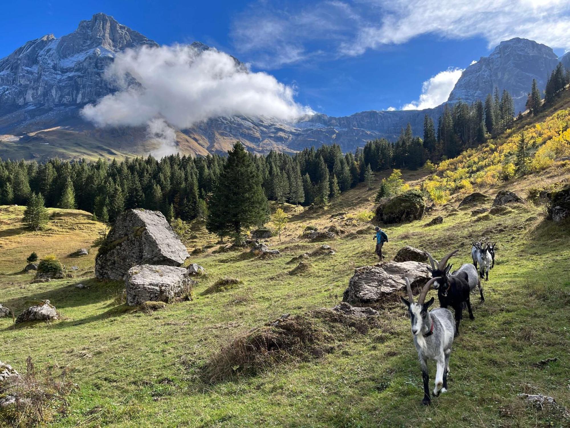 Berggasthaus Gitschenen *
